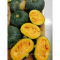 Fresh Pumpkin, Fresh Mini Pumpkin From China High Quality